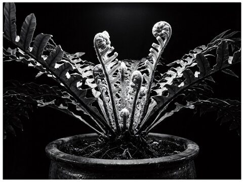 Black and white potted fern with curled fiddleheads on dark background