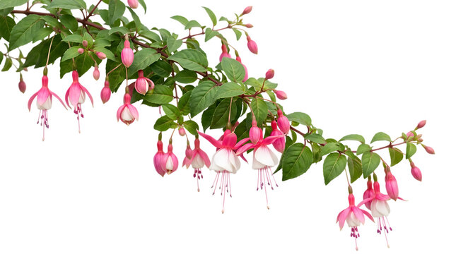 A blooming branch of fuchsia flowers with vibrant pink and white petals and green leaves, isolated on a white background, for clear botanical display isolated on a transparent background