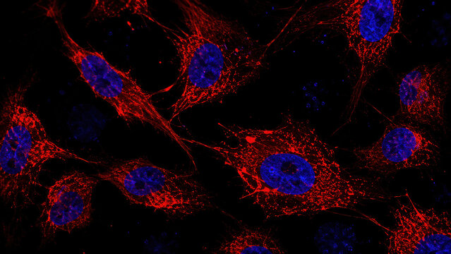 Simulated confocal fluorescence microscopy image showing infected cells with Ebola viral proteins highlighted in bright red fluorescence against dark blue DAPI-stained nuclei.
