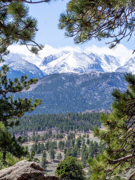 View of valley of pine trees and snow covered mountain backdrop through pine branches
