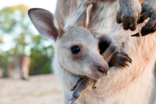 Australia, Queensland, joey in its mums pouch