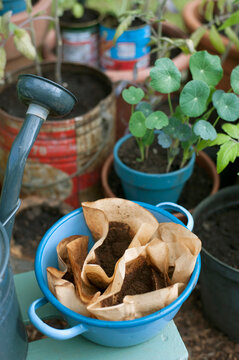 Ground coffee in enamel bowl with tomato plants in self sufficient garden