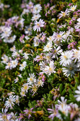 Fototapeta premium White Daisy-Like Flowers Blooming in a Garden