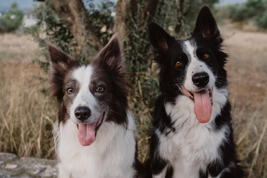 Two friendly border collie dogs sitting outdoors in nature