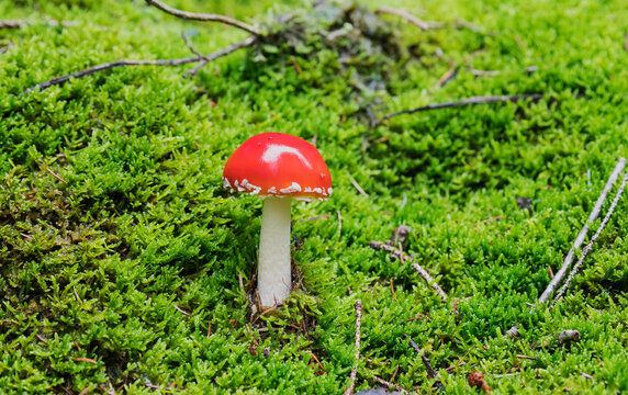 Red fly agaric mushroom amidst green grass in forest