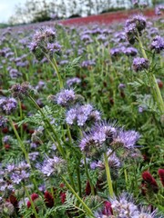 Fototapeta premium Purple Phacelia Flowers in Bloom with Red Clover Meadow in the Background