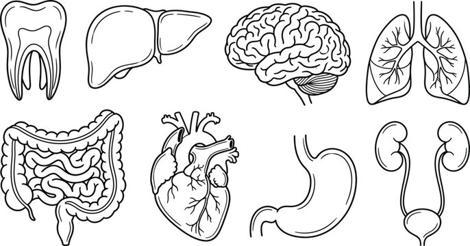 Human internal organs anatomy line art vector icons collection featuring brain heart lungs liver stomach kidneys and medical symbols