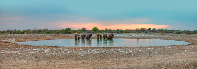 A group of elephant families go to the water's edge for a drink at sunset - African elephants standing near lake in Etosha National Park, Namibia © muratart