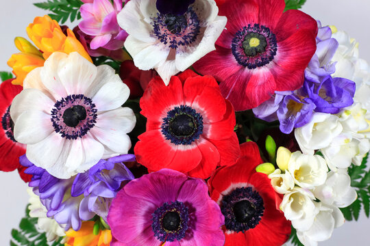 Bouquet of colorful freesias and anemones
