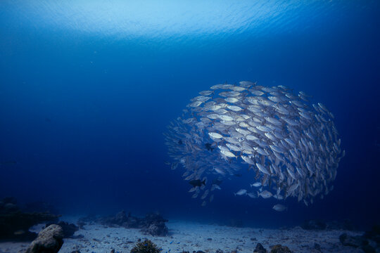 Oceania, Palau, Oxeye Scads, Selar boops, Shoal of fish
