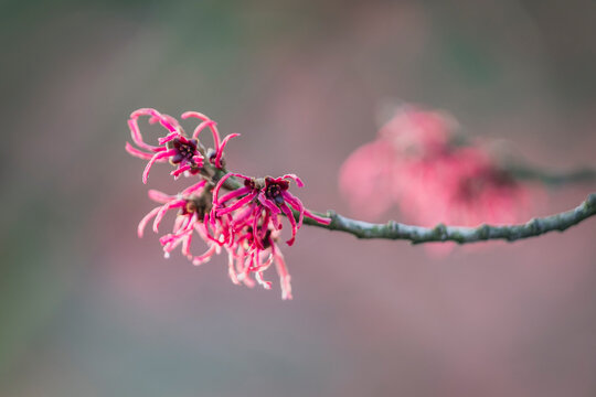 Close up of a pink witch hazel flower on a branch in Hamburg