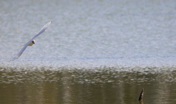 Little corella Cacatua sanguinea gymnopis in flight. Gum Swamp Wildlife Refuge. New South Wales. Australia.