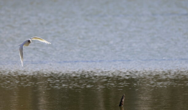 Little corella Cacatua sanguinea gymnopis in flight. Gum Swamp Wildlife Refuge. New South Wales. Australia.