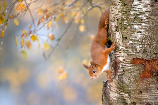 Portrait of Eurasian red squirrel climbing on tree in autumn