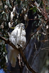 Greater sulphur-crested cockatoo Cacatua galerita galerita sleeping. Gum Swamp Wildlife Refuge. New South Wales. Australia. © Víctor