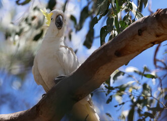 Greater sulphur-crested cockatoo Cacatua galerita galerita. Gum Swamp Wildlife Refuge. New South Wales. Australia. © Víctor