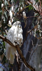 Greater sulphur-crested cockatoo Cacatua galerita galerita sleeping. Gum Swamp Wildlife Refuge. New South Wales. Australia. © Víctor