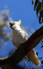 Greater sulphur-crested cockatoo Cacatua galerita galerita. Gum Swamp Wildlife Refuge. New South Wales. Australia. © Víctor