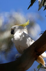 Greater sulphur-crested cockatoo Cacatua galerita galerita. Gum Swamp Wildlife Refuge. New South Wales. Australia. © Víctor