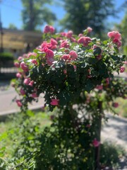 Fototapeta premium Rose Bush in Bloom: A vibrant rose bush, laden with delicate pink blossoms and lush green foliage, thrives in a sunny garden setting, adding a touch of natural beauty and serenity.
