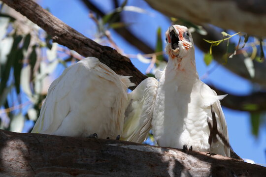 Little corellas Cacatua sanguinea gymnopis. Gum Swamp Wildlife Refuge. New South Wales. Australia.