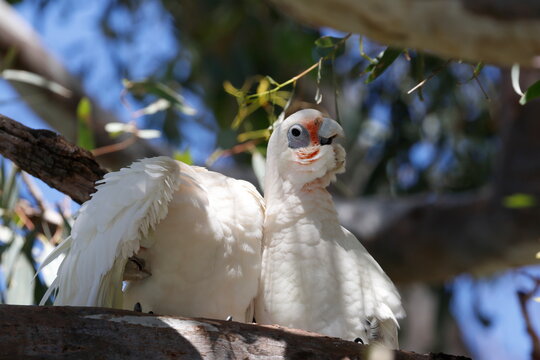 Little corellas Cacatua sanguinea gymnopis. Gum Swamp Wildlife Refuge. New South Wales. Australia.