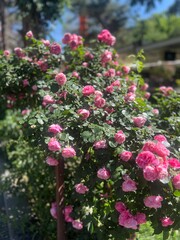 Fototapeta premium Rose Bush in Bloom: A vibrant rose bush laden with clusters of delicate pink blossoms, set against a backdrop of lush green foliage and dappled sunlight. Capturing the essence of summer garden beauty.