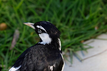 Fototapeta premium Male magpie-lark Grallina cyanoleuca cyanoleuca. Lake Forbes. Forbes. New South Wales. Australia.