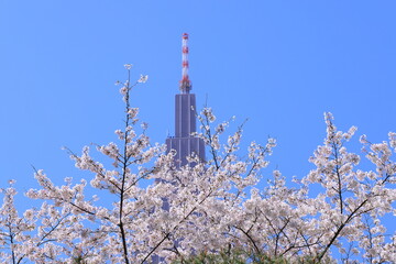 Obraz premium Shinjuku Gyoen National Garden with spring cherry blossom (sakura) in Shinjuku City, Tokyo, japan