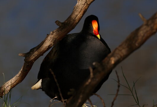 Dusky moorhen Gallinula tenebrosa. Lake Forbes. Forbes. New South Wales. Australia.