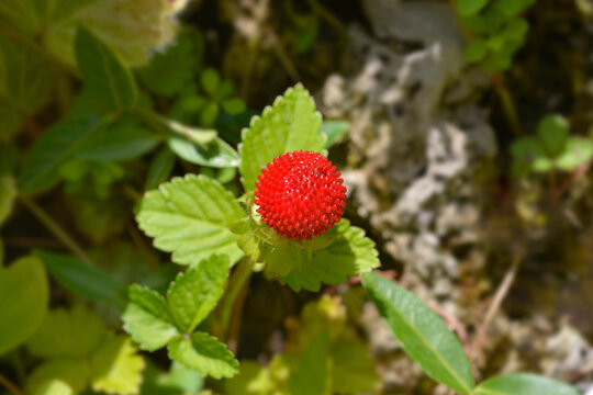 A close up shot of a bright red aggregate mock strawberry fruit growing on a stem surrounded by textured green leaves - latin name - Potentilla indica