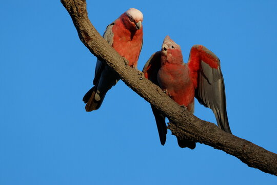 Galah Eolophus roseicapilla albiceps. Young asking for fodd to the female. Forbes. New South Wales. Australia.