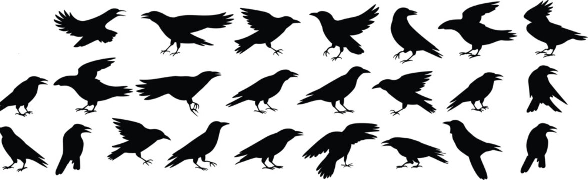 Silhouette collection of crows and ravens in various poses and actions Keywords: crow, raven, bird, silhouette, black, animal