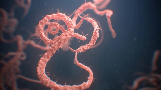 Ebola virus, a deadly pathogen severe hemorrhagic fever disease. Healthcare research, medicine science,vaccine progress. Public health, safety, infection prevention. Scientifically accurate ebola 3D
