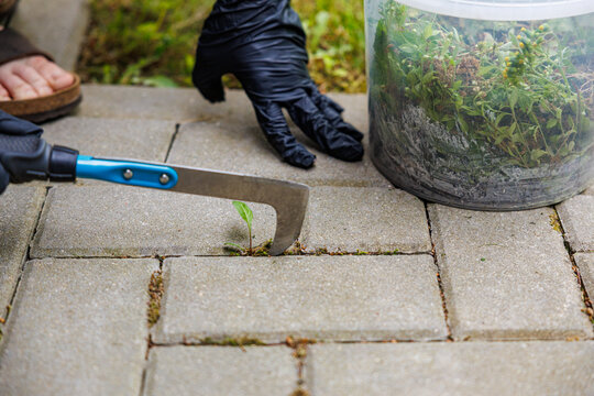 Gloved person using a hand scraper to remove weeds from concrete paving joints, with a bucket of collected plants nearby