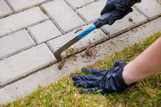 Gloved hand using a scraper tool to remove moss and weeds from concrete paving joints beside grass, with shallow depth of field and copy space