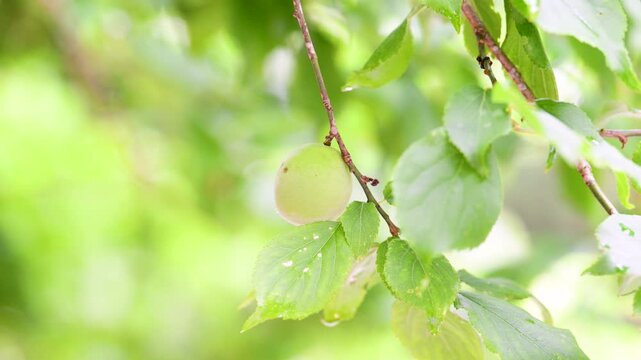 雨上がりのが実る梅の木と初夏の爽やかな日本の風景動画　梅雨や爽やかな初夏イメージ