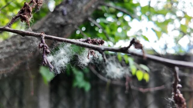 This is high-quality slow-motion footage focusing on a bare tree branch. Delicate white fluff and cobwebs are caught on the dry twigs, gently swaying. The background features blurred green foliage.