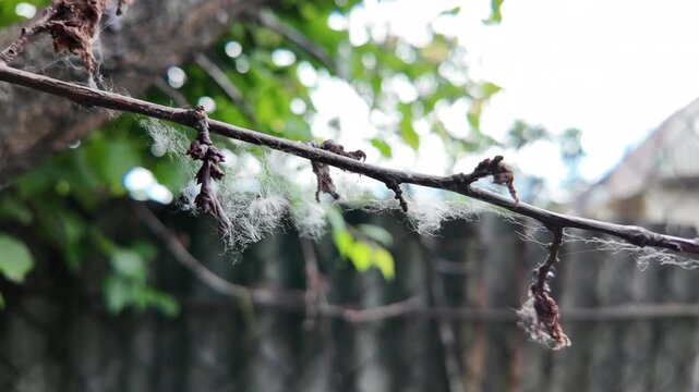 This is high-quality slow-motion footage focusing on a bare tree branch. Delicate white fluff and cobwebs are caught on the dry twigs, gently swaying. The background features blurred green foliage.