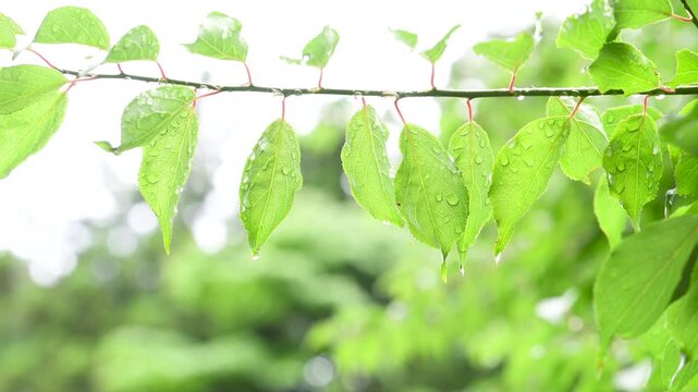 [slow motion]Raindrops Dripping from Fresh Green Leaves After Rain, Refreshing Nature Scene with Water Droplets