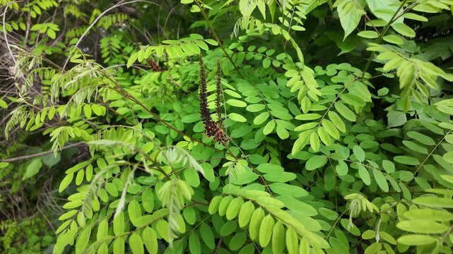 High-quality slow-motion footage close-up of Amorpha fruticosa (False Indigo). Deep purple flower racemes with bright orange anthers are