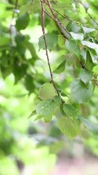 雨上がりのが実る梅の木と初夏の爽やかな日本の風景縦動画　梅雨や爽やかな初夏イメージ