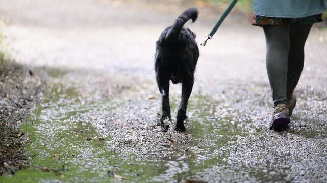 雨上がりの水たまりを犬と散歩する女性の動画　レプトスピラ症など感染症に注意が必要なペットの健康管理