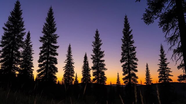 Silhouette of pine trees against a purple and orange sunset sky. Scenic forest landscape at dusk. Nature and wilderness environment