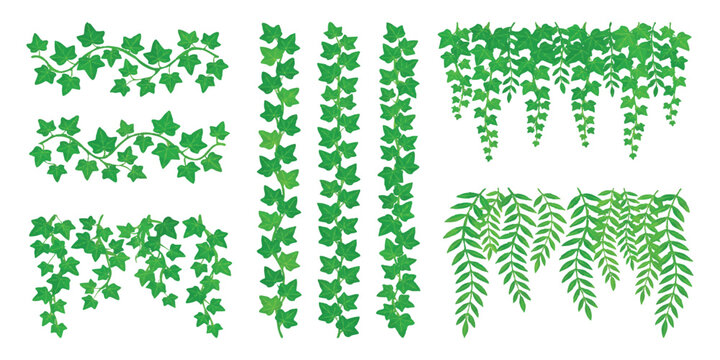 Set of green ivy vine plant borders and hanging foliage elements for nature design and garden decoration