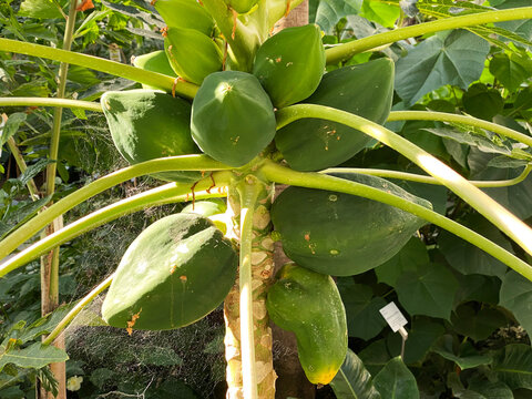 The Papaya (Carica papaya), Melonenbaum oder Papayabaum, Papayer, Papaja, Papayon, Fruta bomba, Olocoton, Papayo, Mamon o Lechosa - Gardens of Trauttmansdorff Castle in Merano (South Tyrol, Italia)