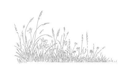Grass and wildflower line drawing isolated on transparent background for artistic layouts. © Sara Studio
