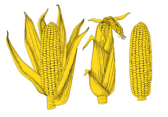 Obraz premium Corn cobs hand drawn vector illustration