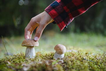 Mycologist picking edible mushrooms in forest © Serhii