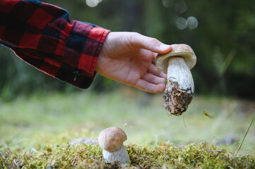 Tourist picking mushrooms in forest during hike vacation © Serhii